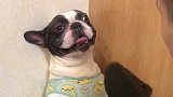 法斗犬犯错被主人批评，一脸无辜的表情太好笑了