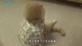 猫咪认为自己是人，经常做出一些反常举动，把主人吓到崩溃！