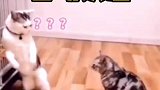 猫咪打架自动认怂