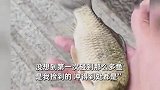 台风“竹节草”登陆！鱼群被冲上马路，钓鱼佬提桶捡一路自嘲