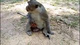 猴王遭到沉重打击，不能东山再起，可怜