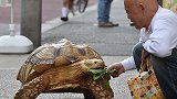 老大爷每天上街遛巨龟，祖传宠物惹人关注，共同遛弯安度晚年