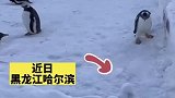 游客手机意外掉落，逃学企鹅试图帮忙捡回