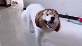 狗狗戴上假发有些眉清目秀，狗狗界一哥