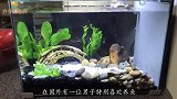 主人养的鱼儿经常失踪，将鱼缸全部清理之后，这才发现问题所在