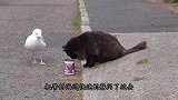 猫咪正在吃猫粮，海鸥作死抢食，下一秒请憋住别笑