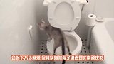 橘猫和黑猫同时翻墙动作完美同步，网友：这该死的默契
