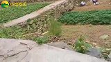爆笑：肥猪下车费劲，狗子来帮忙，果然是猪狗朋友