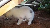 小猫咪掏洞，掏了半天啥也没有掏到，只好放弃了