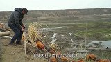 作为五毒之一的蜈蚣，为何毒不死大公鸡？答案其实非常简单！