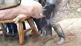 大叔你到底会杀猪吗，人才呀