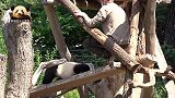 贪吃的熊猫宝宝“梦想”，一不留神就中了奶爸奶妈的“圈套”