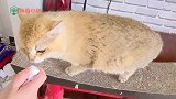 真的有增加人与猫咪感情的泡泡液吗？我的两只猫咪实在太冷漠！