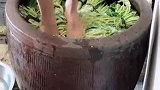 一直听说咸菜是脚踩出来的，今天亲眼见到，我都有心理阴影了