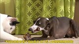 狗狗送给猫咪一块骨头，猫咪：太香了