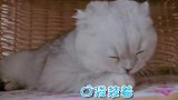 小肥猫你可真有才！这顺口溜唱的，真欠揍啊！