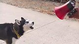 村里大爷专门来录二哈的叫声驱赶野猪