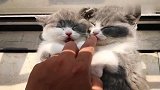 刚满月小奶猫和人一样躺着睡觉，可爱到爆炸，不信萌不到你