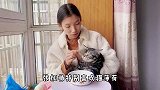主人给猫咪泡了碗猫薄荷茶，猫咪喝了后太兴奋，居然翻脸不认人！