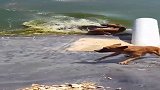 狗狗不慎落入鳄鱼池，拼命往上爬，结果还是悲剧了！
