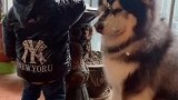 在外面是大哥，回家就是任你欺负的好哥哥