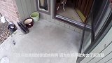 点赞狗狗出车祸失去了两条腿，但它依旧坚强的学习用两条腿走路