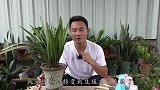 8月来了，给墨兰喝一杯它，开花时间提前一大截