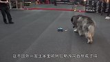 阿拉斯加犬拒绝称重，小家伙压着电子秤和主人对峙，画面太逗了