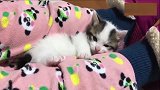 粘人的小猫，有床不睡，就喜欢窝在主人腿上!