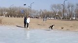 第一次带边牧来冰面上玩耍，站都站不稳，真逗！狗子耍猴呢