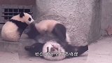 熊猫“花式”挠痒痒，地点你挑，它负责挠痒，看完忍住别笑！