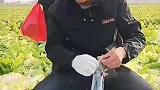 小白菜在地里包装的，这么看确实很新鲜