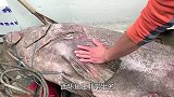 鱼王切“哥斯拉”龙趸，刀功霸气侧漏，出摊半小时全抢光
