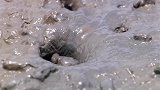 弹涂鱼一种生活在泥巴里的鱼，真的好呆萌