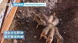 泰迪掉入狼群被围攻，目击者：主人没抱好坠落