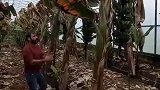加纳利亚盛产香蕉，西班牙加纳利亚海岛上的仙人掌果