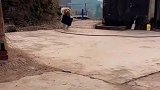 我家金毛最近有点飘，只要顺回来点东西，尾巴就能翘天上去