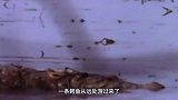 动物：老虎误闯鳄鱼领地，看看鳄鱼会有什么反应