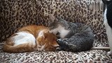 狸花猫一直舔橘猫，旁边的奶牛猫好羡慕，它眼巴巴的期盼着