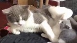 小猫靠着妈妈睡觉，没想到被嫌弃，踢的头都歪了!