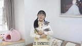 和猫一起拼300张拼图，会发生什么？结局崩溃了！
