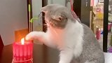 猫咪的好奇心有多重，非要拿爪子去碰点着的蜡烛，主人都无奈了！