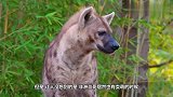 非洲二哥想上游客的车，居然开始卖萌，鬣狗：等我上去你就完了！