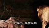 一头河马在沐浴，一群狮子打起歪主意不停调戏，结果惨了！