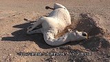 大象死后为什么一定不能碰？小伙不听劝，这下“凉凉”了！