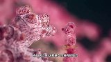 原来，小海马都是从爸爸肚子里出来的，像喷射枪一样，挺好玩儿的