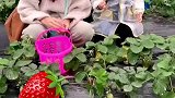 草莓基地里，小姨带娃偷吃草莓