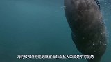 大白鲨捕杀海豹，扑上去就开撕，咬了半天突然发现情况不对！