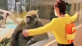这是啥呀，怕不是个傻子