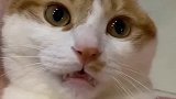 猫放开我，我的忍耐是有限度的！